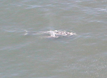 Mother and baby whale